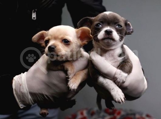 Teacup Chihuahua Bebekler görsel