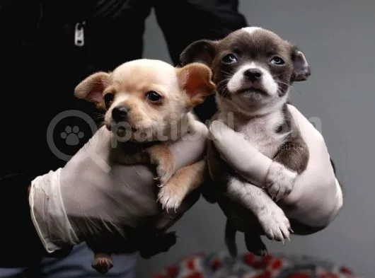 Teacup Chihuahua Bebekler