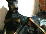 Mükemmel Kan Doberman Yavrularımız