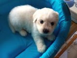 Terrier Yavrularımız