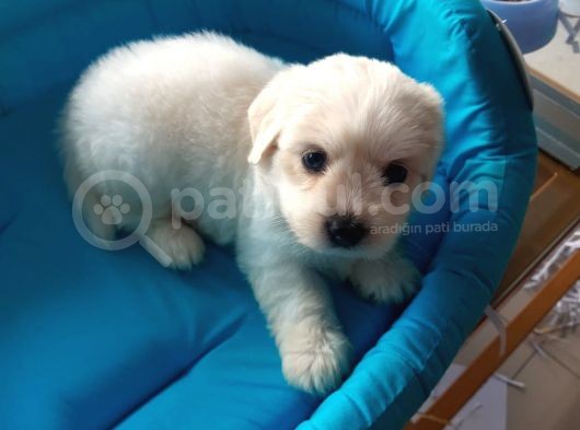 Terrier Yavrularımız görsel