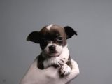 Teacup Chihuahua Bebekler