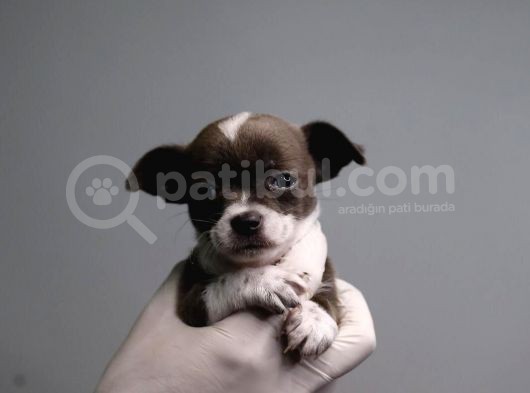 Teacup Chihuahua Bebekler görsel