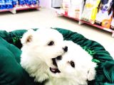 Terrier Yavrularımız