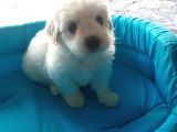 Terrier Yavrularımız