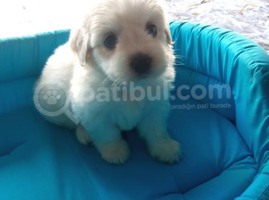 Terrier Yavrularımız görsel