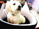 Golden Retriever Yavrularımız