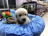 Golden Retriever Yavrularımız