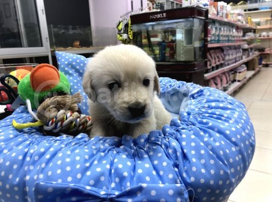Golden Retriever Yavrularımız görsel
