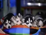 Boncuk Gözlü Husky Yavrular