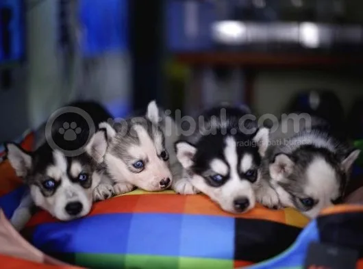 Boncuk Gözlü Husky Yavrular
