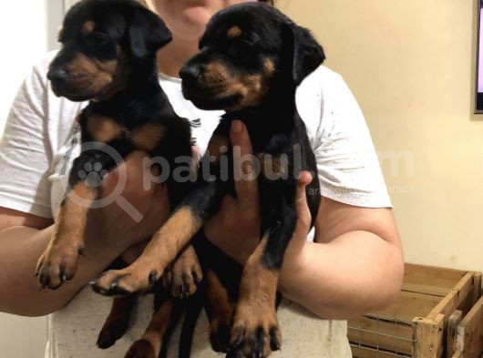King Doberman Yavrular görsel