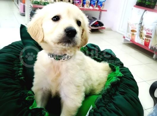 Golden Retriever Yavrularımız görsel