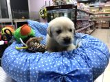 Golden Retriever Yavrularımız