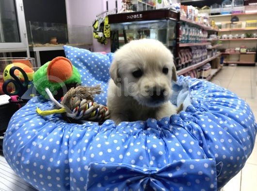 Golden Retriever Yavrularımız görsel