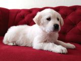 Baby Face Golden Retriever Yavrularımız