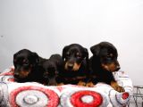 Erkek Ve Dişi Doberman Bebekler