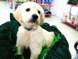 Golden Retriever Yavrularımız