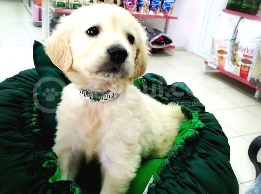 Golden Retriever Yavrularımız görsel