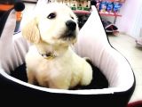 Golden Retriever Yavrularımız