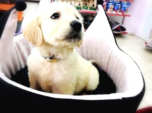 Golden Retriever Yavrularımız görsel