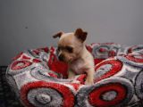 Teacup Chihuahua Bebekler
