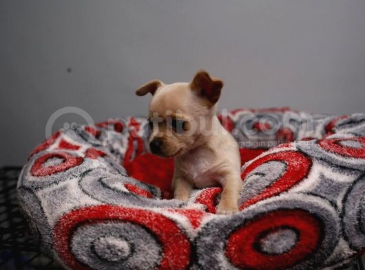 Teacup Chihuahua Bebekler görsel