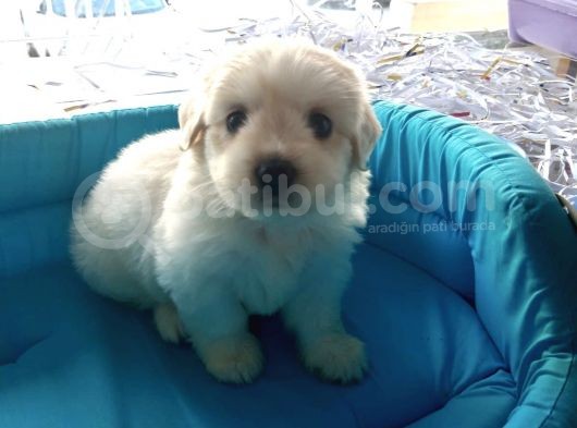 Terrier Yavrularımız görsel