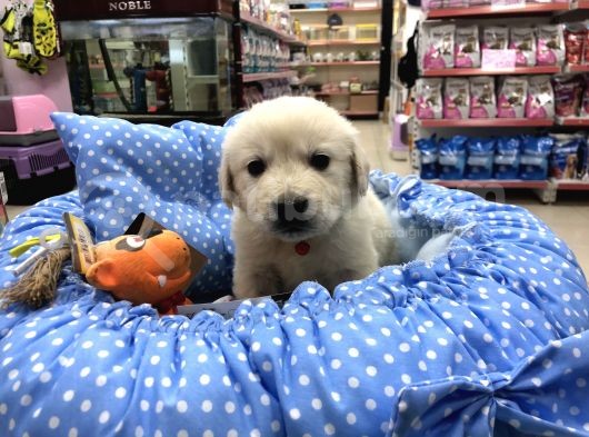 Golden Retriever Yavrularımız görsel