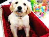 Golden Retriever Yavrularımız