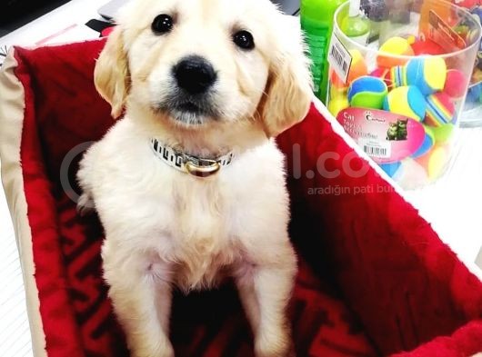 Golden Retriever Yavrularımız görsel