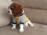 Cavalier King Charles Yavrularımız Yeni Ailelerini Bekliyor