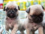 Krem Renk Pug Yavrular