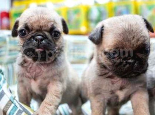 Krem Renk Pug Yavrular görsel