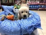 Golden Retriever Yavrularımız