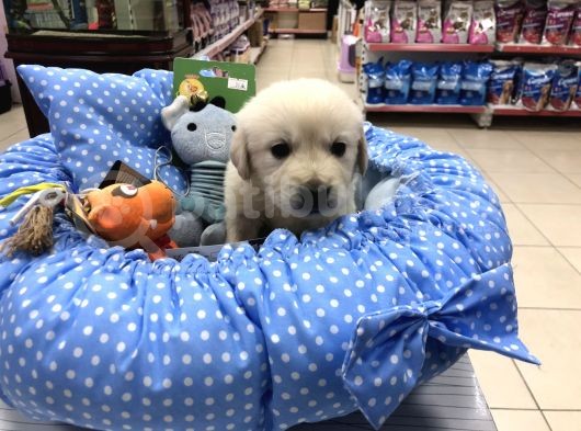 Golden Retriever Yavrularımız görsel