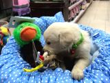 Golden Retriever Yavrularımız