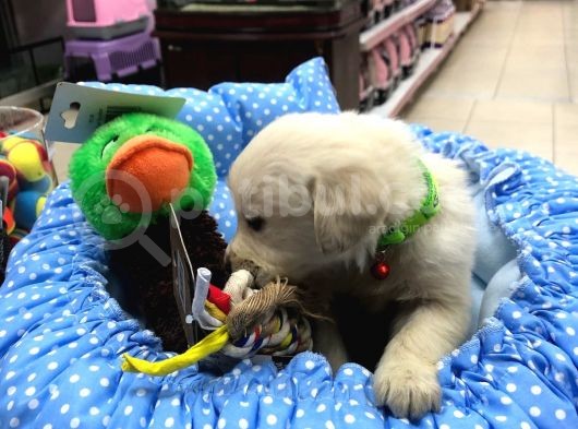 Golden Retriever Yavrularımız görsel