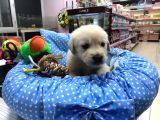 Golden Retriever Yavrularımız