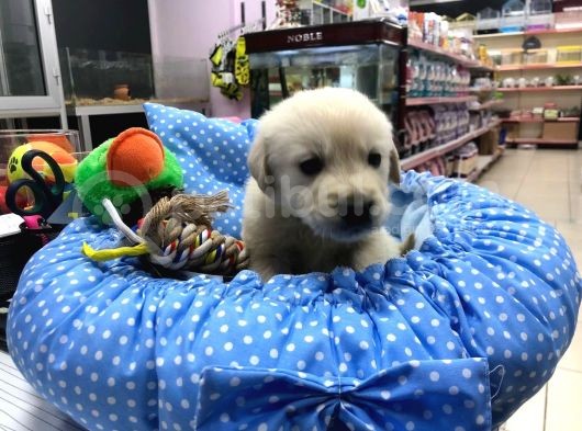 Golden Retriever Yavrularımız görsel