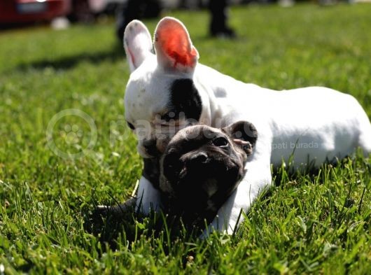 Renk Renk French Bulldog Bebekler görsel