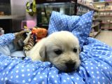 Golden Retriever Yavrularımız