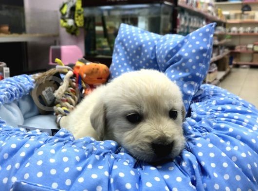 Golden Retriever Yavrularımız görsel
