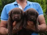 Shovline Labrador Retriver Yavrular