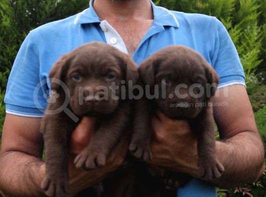 Shovline Labrador Retriver Yavrular görsel
