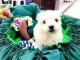 Terrier Yavrularımız