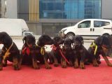 Scrli Doberman Yavrular