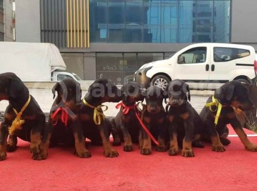 Scrli Doberman Yavrular görsel