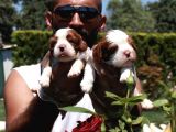 King Charles Cavalier Spaniel Bebekler