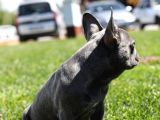Blue French Bulldog Yavrular